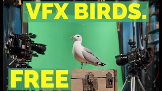 8K Free VFX Bird Stock Footage Assets [upl. by Timmie696]