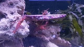 Peppermint shrimp vs aiptasia reef aiptasia aquarium reefaquarium reeftank saltwateraquarium [upl. by Ansley168]