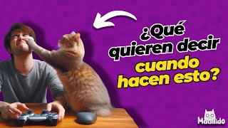 Descubre el Significado de las Acciones de tu Gato [upl. by Atteiram154]