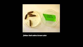 MSU OPM How to Rear Nematodes for Biocontrol [upl. by Will]