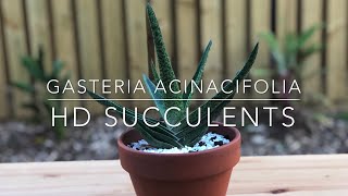 Gasteria Acinacifolia Ox Tongue Dune Gasteria Giant Gasteria  HD Succulent Video 4K [upl. by Jean-Claude]