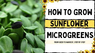 How to Grow Sunflower Microgreens  Full Walkthrough with TIPS amp TRICKS  On The Grow [upl. by Gyatt]