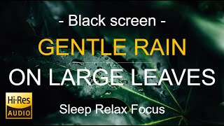 Black Screen  Rain on Large Leaves Rain Sound Sleep in Minutes  Rain White Noise  HiRes audio [upl. by Llertnom]