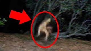 5 Mysterious Creatures Caught On Camera  Top 5 STRANGE Creatures [upl. by Eirek]