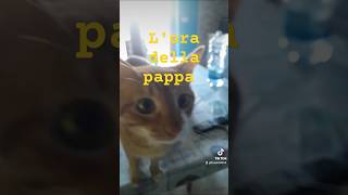 Lora della pappa di pippoyoutubebyfrank5025 [upl. by Allsun]