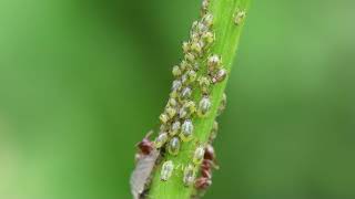 Ants feeding on aphid honeydew [upl. by Beutner]