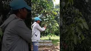 world femous Mango rajgera 🥭 in india [upl. by Aniaj]