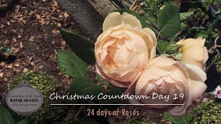 Wollerton Old Hall Rose  David Austin❄️Rose Christmas Countdown 2023 ❄️ 24 days of Roses  Day 19 [upl. by Scheld]