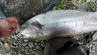 COHO Salmon Season End WA Coast fishing [upl. by Mallory]