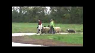 2 Bearded Collies out for Herding [upl. by Sib]