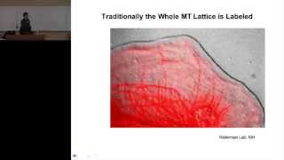 Analysis of Fluorescently Labeled Contractile Subcellular Structures [upl. by Nylirad642]