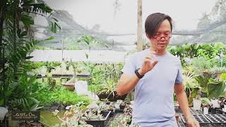 How to grow Dorstenia seeds การเพาะเมล็ดมะพร้าวทะเลทราย [upl. by Elohcim544]