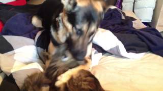 Odin The Dog Eating his Friend Pixel the Kitten 1 [upl. by Biamonte105]