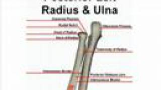 Posterior Bone Landmarks Radius and Ulna [upl. by Huskey]