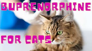 What Is Buprenorphine Used for in Cats [upl. by Vada]