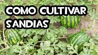 Como cultivar Sandías  Muy Facil [upl. by Binny]