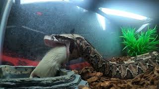 Fastest Striking Snake in Existence Hybrid Gaboon Viper Strike Live Feeding [upl. by Fiden]