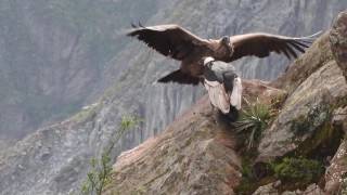 Condors of Colca Canyon Peru April 8 2016 [upl. by Nit]