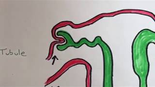 The Basics of the Urinary System [upl. by Croom]