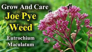 How to Grow and Care for Joe Pye Weed  eutrochium maculatum [upl. by Petromilli]