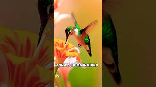 Annas Hummingbird shorts trending animals wildlife [upl. by Gorges]