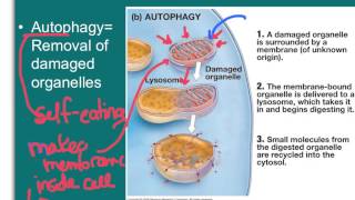 Endocytic and Exocytic Pathways [upl. by Arukas]