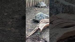 baby Turtles at Reptile Gardens [upl. by Marashio829]