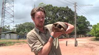 Atlas Suriname Schildpad [upl. by Rahm]