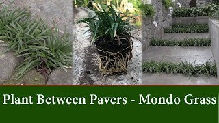 How to Grow Dwarf Mondo Grass Between Pavers or Stepping Stones [upl. by Bayly]