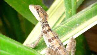 Un basilisco o charancaco Basiliscus vittatus hembra  A brown basilisk [upl. by Zwick]