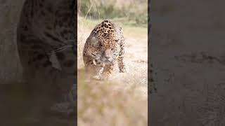 Cheetah The Speed of the Savannah junglelife wildlife junglewildlife [upl. by Amandy]