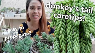 DONKEYS TAIL  BURROS TAIL CARETIPS  How To Propagate Them [upl. by Nov]