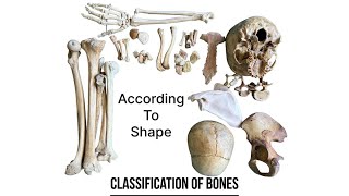 Classification of bones according to shape  human anatomy  Foziya Vohra amp Mukta Nivedita [upl. by Russian955]