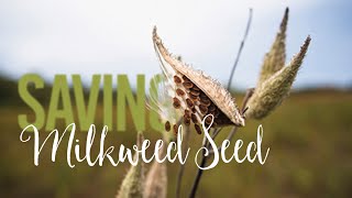 Saving Milkweed Seed [upl. by Sheeran]