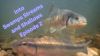 Into Swamps Streams and Shallows Episode 2 [upl. by Anelra291]