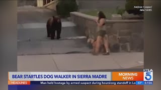 WATCH Dog walker has extremely close encounter with wild bear [upl. by Leo]