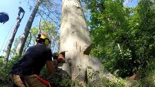 American Beech fagus grandifolia fell using shark gill felling cut [upl. by Marin]