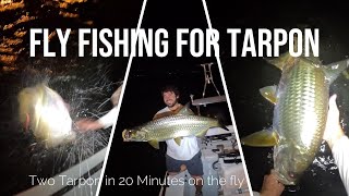 Two Tarpon on Fly in 20 Minutes  Tampa Bay [upl. by Raji]