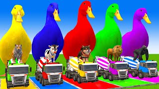 5 Giant Duck CartoonCowMammothDogTRexLionTiger Paint Wild Animals Crossing Fountain Animation [upl. by Yann]