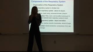 The Respiratory System Part 11 [upl. by Meijer]