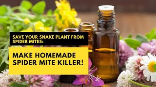 Save Your Snake Plant From Spider Mites Make Homemade Spider Mite Killer plantcare [upl. by Lustick]