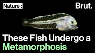 These Fish Undergo a Complete Metamorphosis [upl. by Ritter]