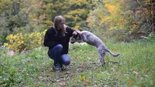 Nyx 6 months Australian Cattle Dog  Tricks amp Fun Puppy [upl. by Notsa]