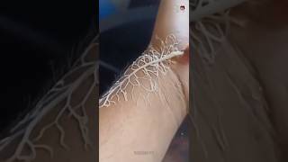 ribbon worm on hand 😰 shorts ytshorts facts fact shortvideo [upl. by Raynor]