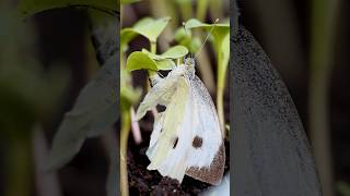 Watch this butterfly lay eggs shorts shortsvideo shortsfeed [upl. by Sorci]