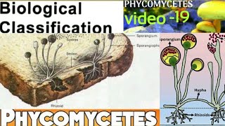 PhycomycetesOomycetesZygomycetesAlgal fungiLate blight of potatowhite rust of crucifer [upl. by Madora948]