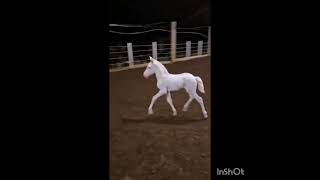 Hermosa cría de Caballo Costarricense de Paso Rancho Chele PZ [upl. by Wahs]