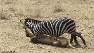 Amazing Lion vs Zebra with unexpected escape [upl. by Belamy]