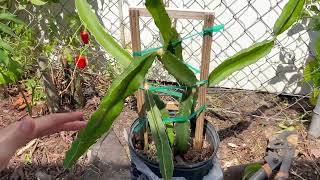 Identifying and planting dragon fruit cactus [upl. by Hamer]