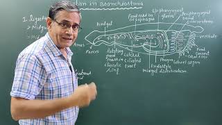 Digestion in BranchiostomaAmphioxus [upl. by Ecinhoj]